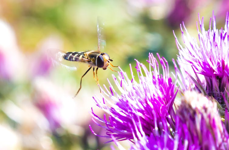 yellow black hoverfly flies towards purple flower