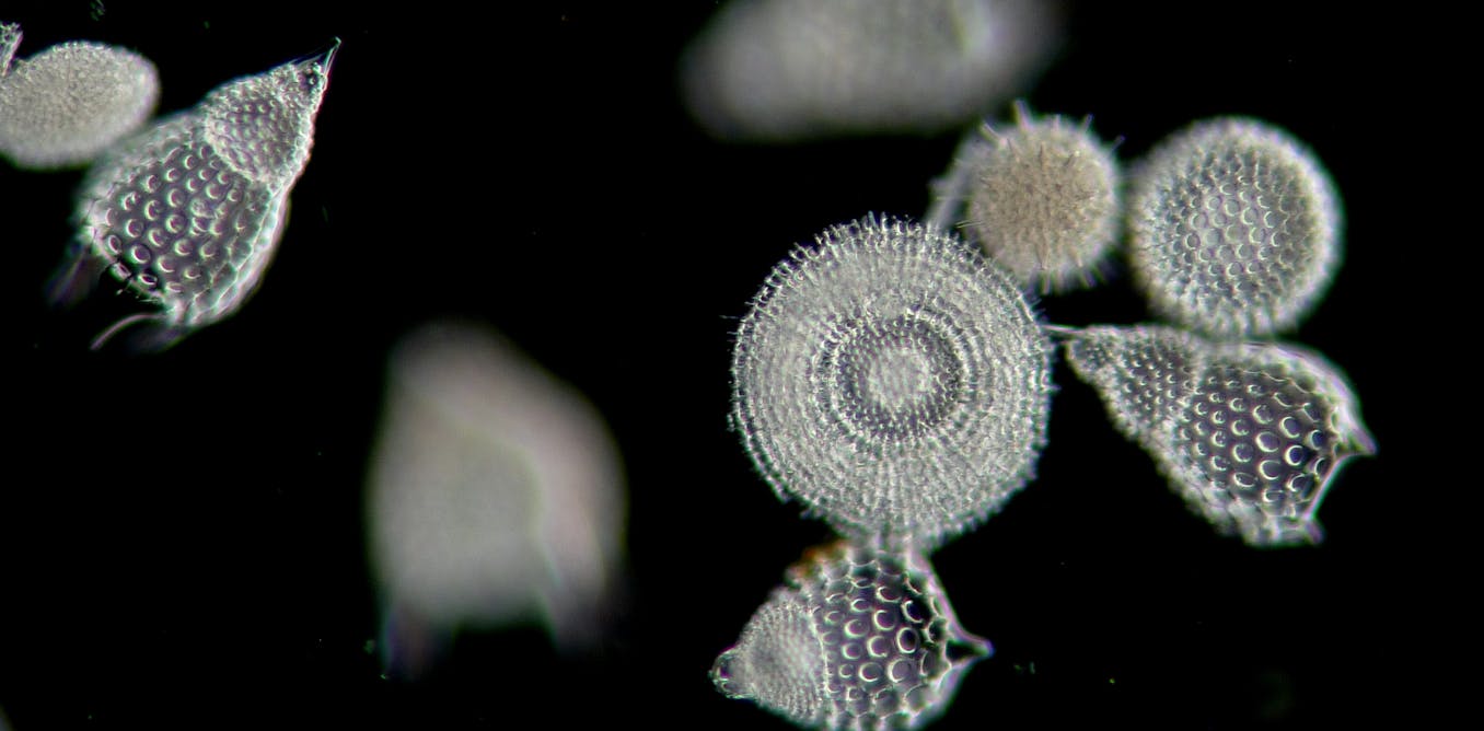 Plankton can investigate crime, affect the climate and influence science – The Conversation
