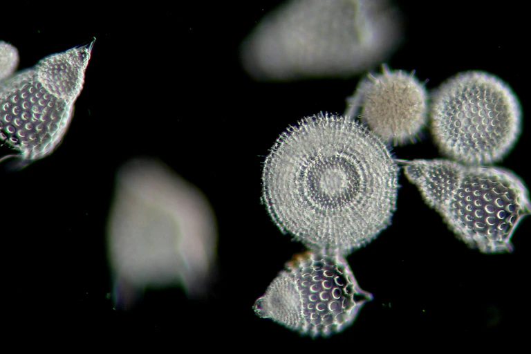tiny organisms against a black background