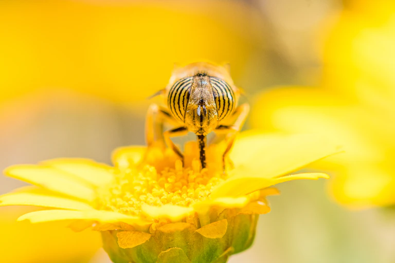 A close up image of a hoverfly with stripey eyes on a yellow flower.