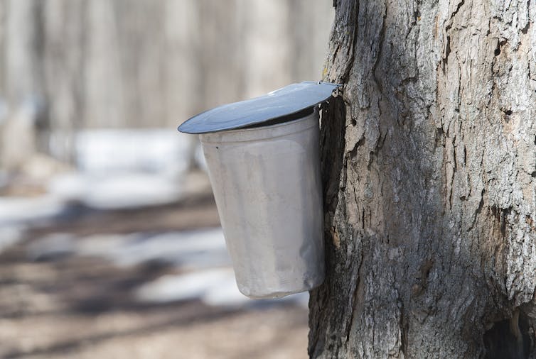A bucket seen hanging on the side of a tree