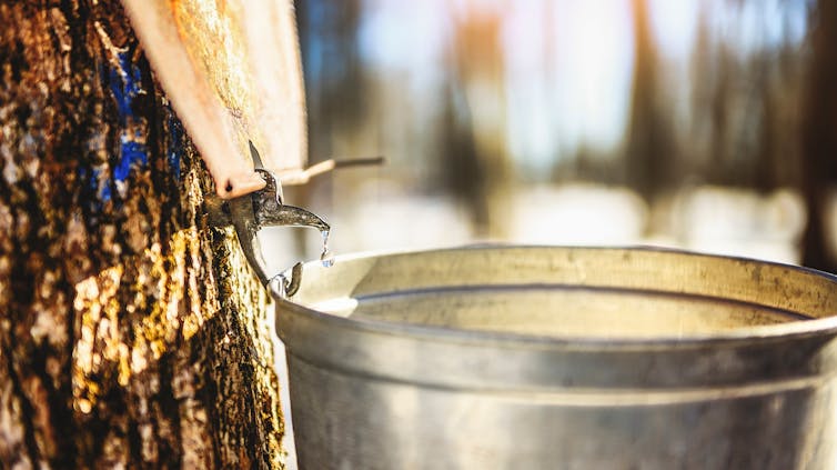 Close up of a droplet of sap flowing from the maple tree into a pail