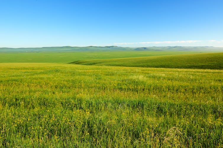 grasslands in inner mongolia.