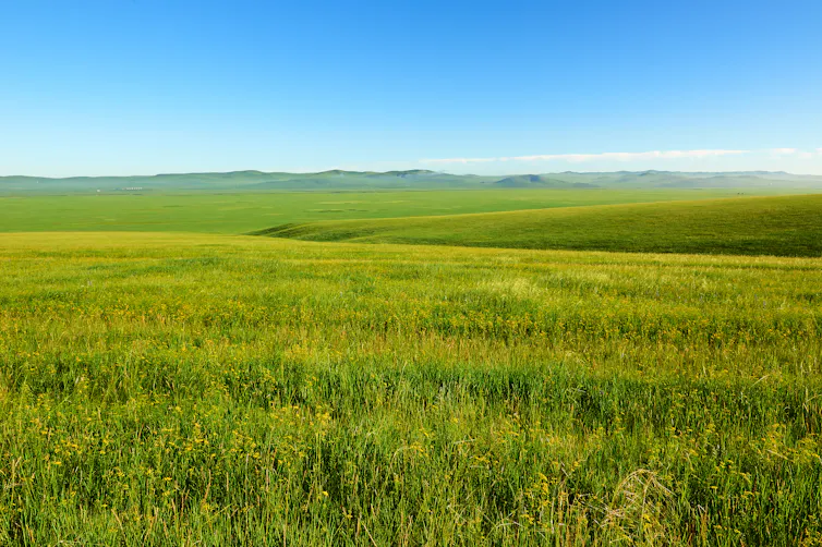 grasslands in inner mongolia.