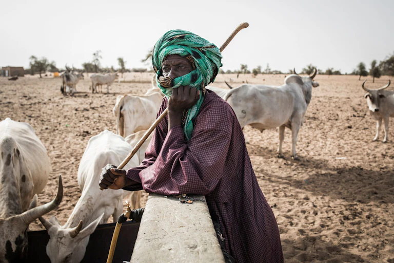 A man wearing a turban and carrying a stick leans on a watering trough, surrounded by cattle, in a dry landscape