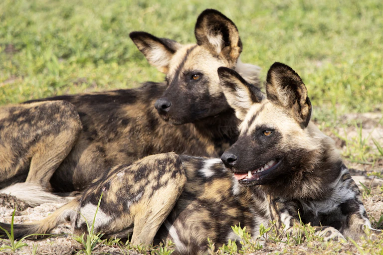 Two African wild dogs lie outside on the grass in the sun