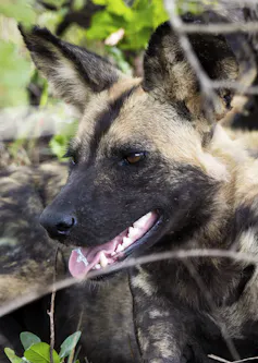 A portrait of a brown and black African wild dog surrounded by shrubs
