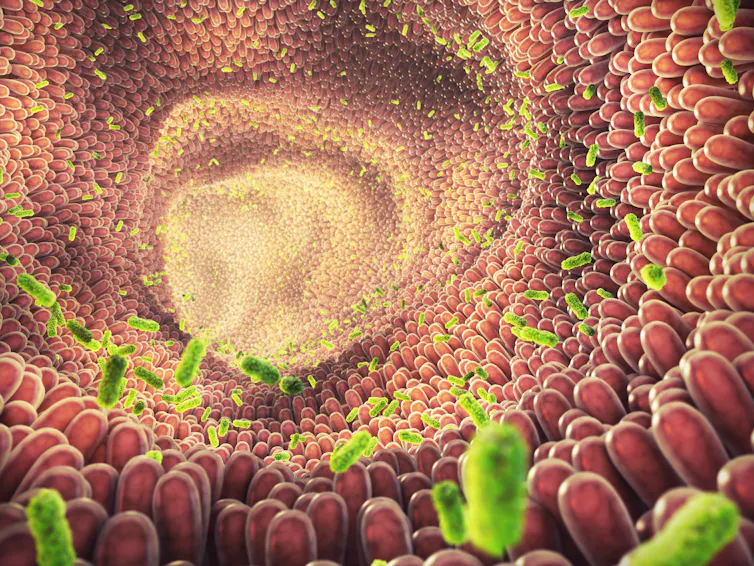 A digital drawing of microbes living in the body's large intestine.