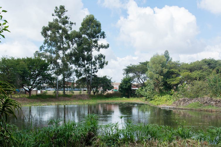 A large pond with trees.