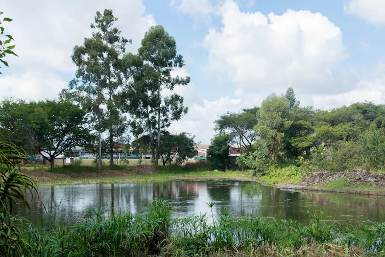 A large pond with trees.