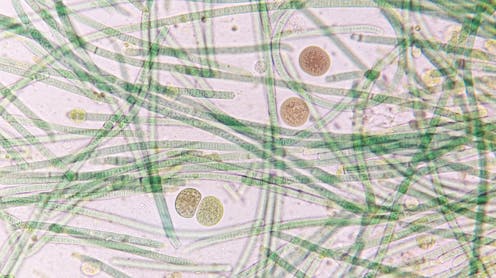 how we used AI to trace the evolution of bacteria on Earth