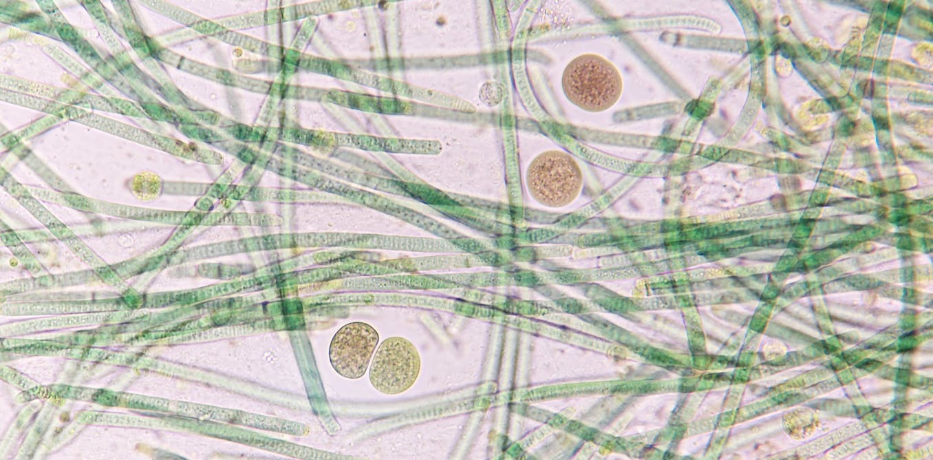 Bacteria Evolution Image