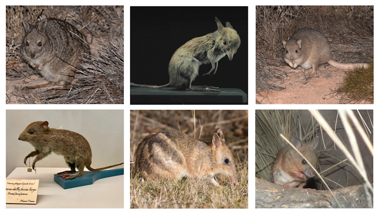 figure showing six different extinct australian animals