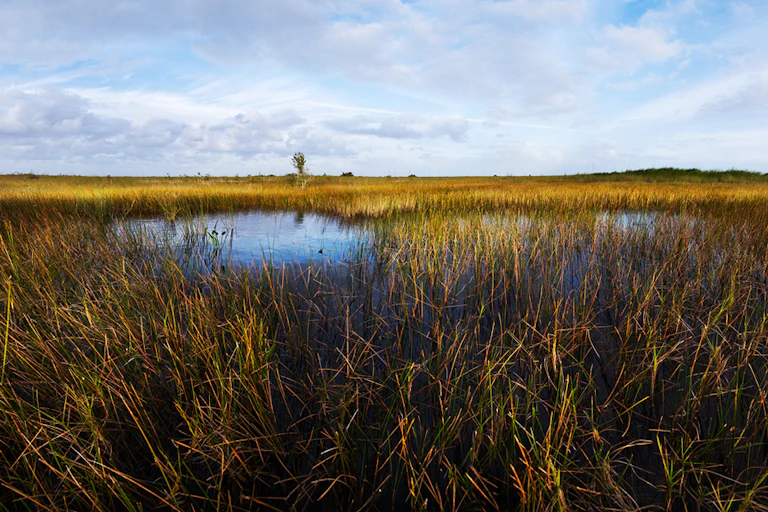A wide expanse of wetlands with tall grasses.