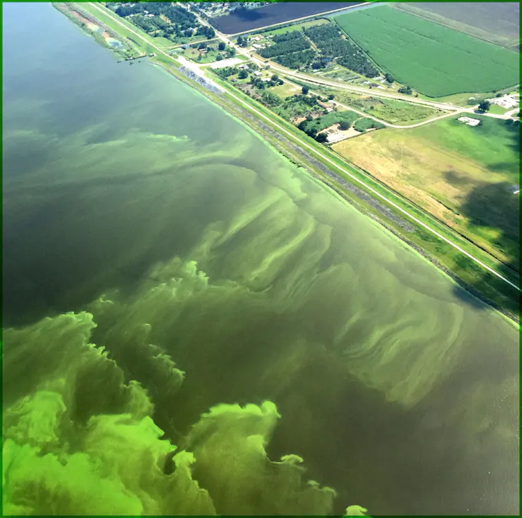 Bright green swirls of algae across from a farm.