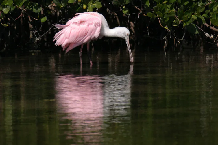 A pink bird with a flat beak like a paddle wades along the edge of a mangrove. Restoration work to protect water supplies has also improved the habitat for waterbirds.