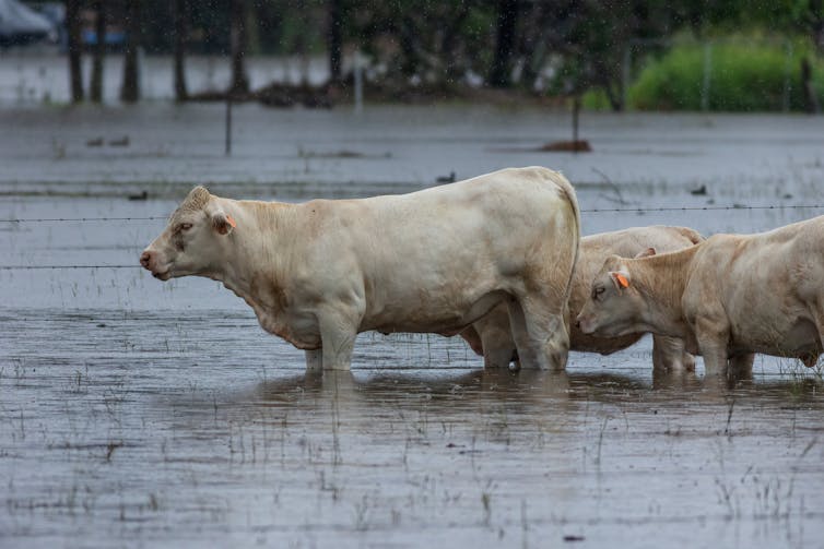 cows standing in flooded field.
