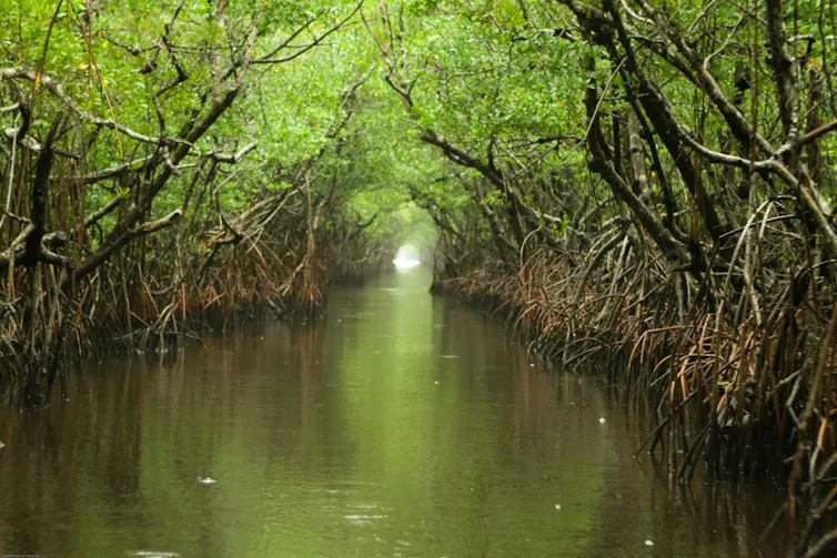 Mangroves form a tunnel over the river.