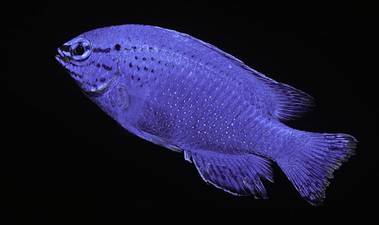 Blue damselfish, seeming iridescent against a black background