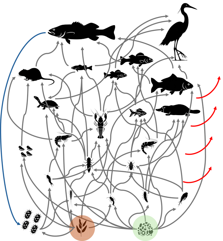 A simplified aquatic food web