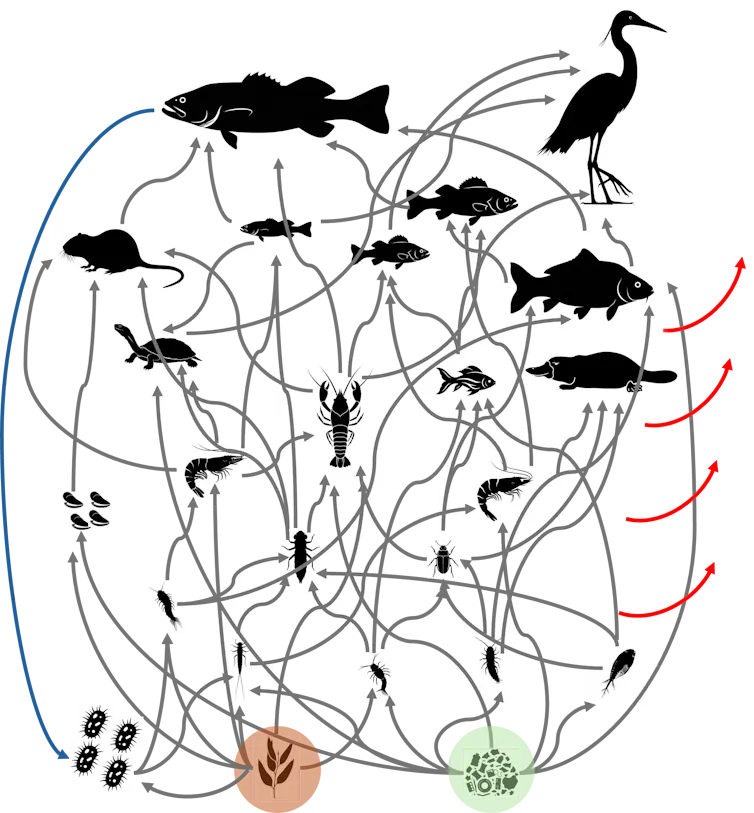 A simplified aquatic food web