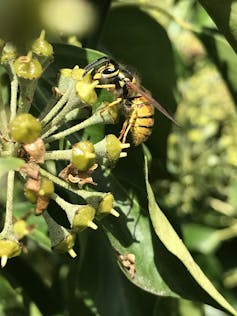 yellow and black striped wasp on green ivy plant