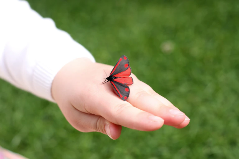 child's arm with red black moth resting on hand