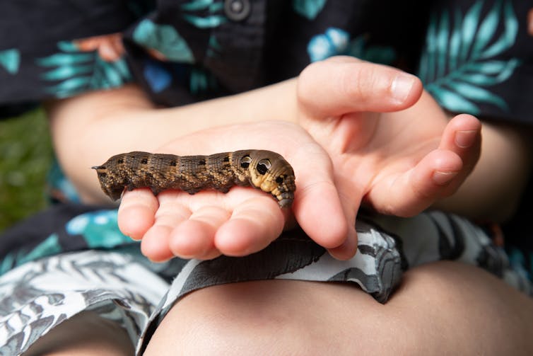 child holding elephant hawkmoth caterpillar in hands