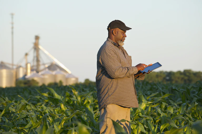 Man standing in a field of maize, holding a tablet device