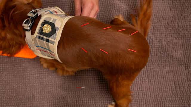 Small red needles protrude from the back of a small brown dog standing on a padded surface