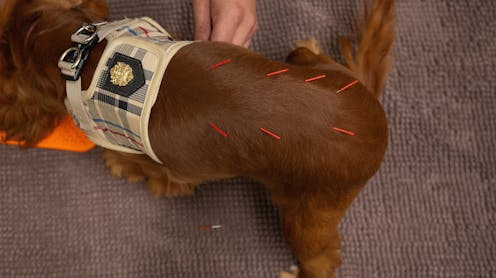 From cats and dogs to penguins and llamas, treating animals with acupuncture has become mainstream in veterinary medicine
