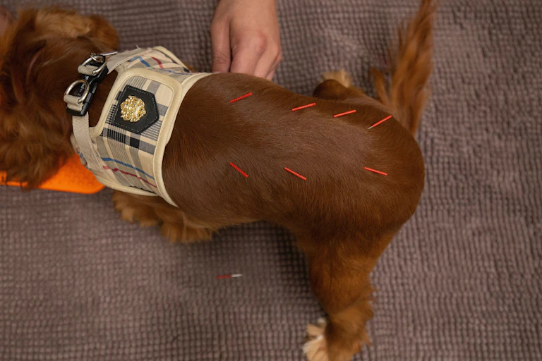 Small red needles protrude from the back of a small brown dog standing on a padded surface