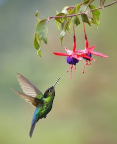 hummingbird hovers with beak approaching a flower