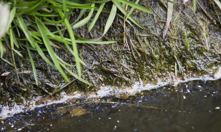 purple springtail bugs on water