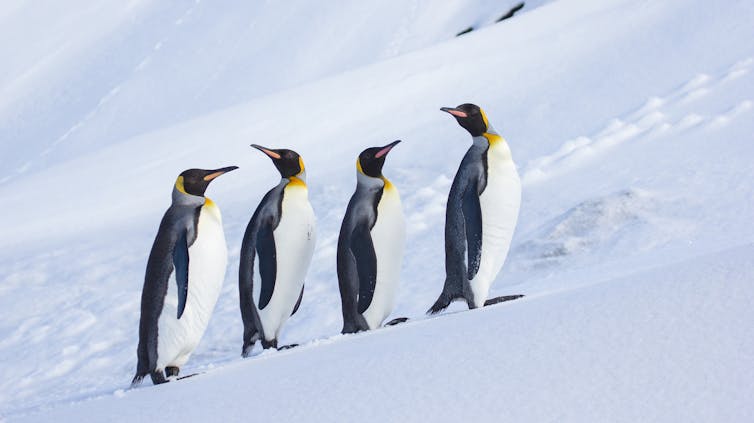 Four King Penguins walking in the snow