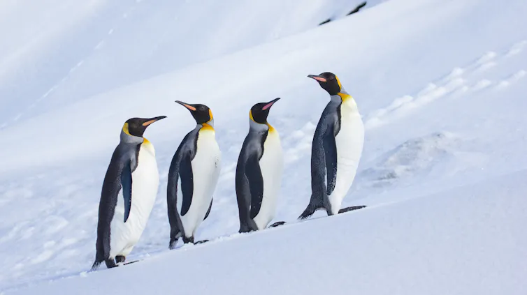 Four King Penguins walking in the snow