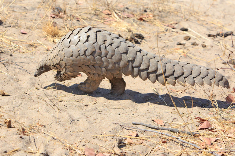 A scaly animal with a long tail, walking on its hind legs