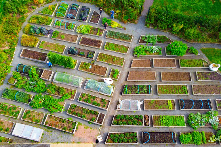 aerial shot of allotments growing food