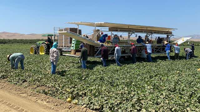 Farmworkers pick crops in a field on a sunny day.