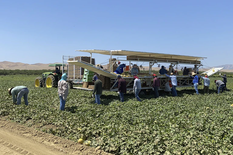 Farmworkers pick crops in a field on a sunny day.
