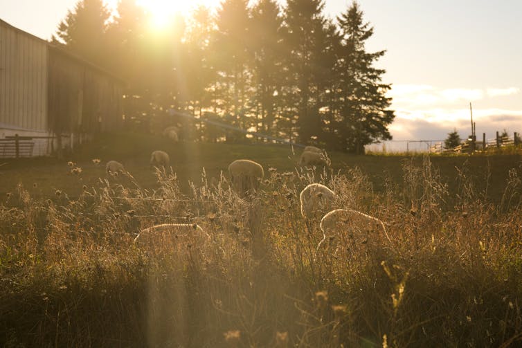 Pastos de ovejas en un campo cubierto de hierba mientras el sol brilla a través de los árboles.