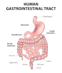 Diagram showing the human gastrointestinal tract.