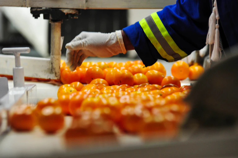 Gloved hand of worker in blue overall above a production line of citrus fruits