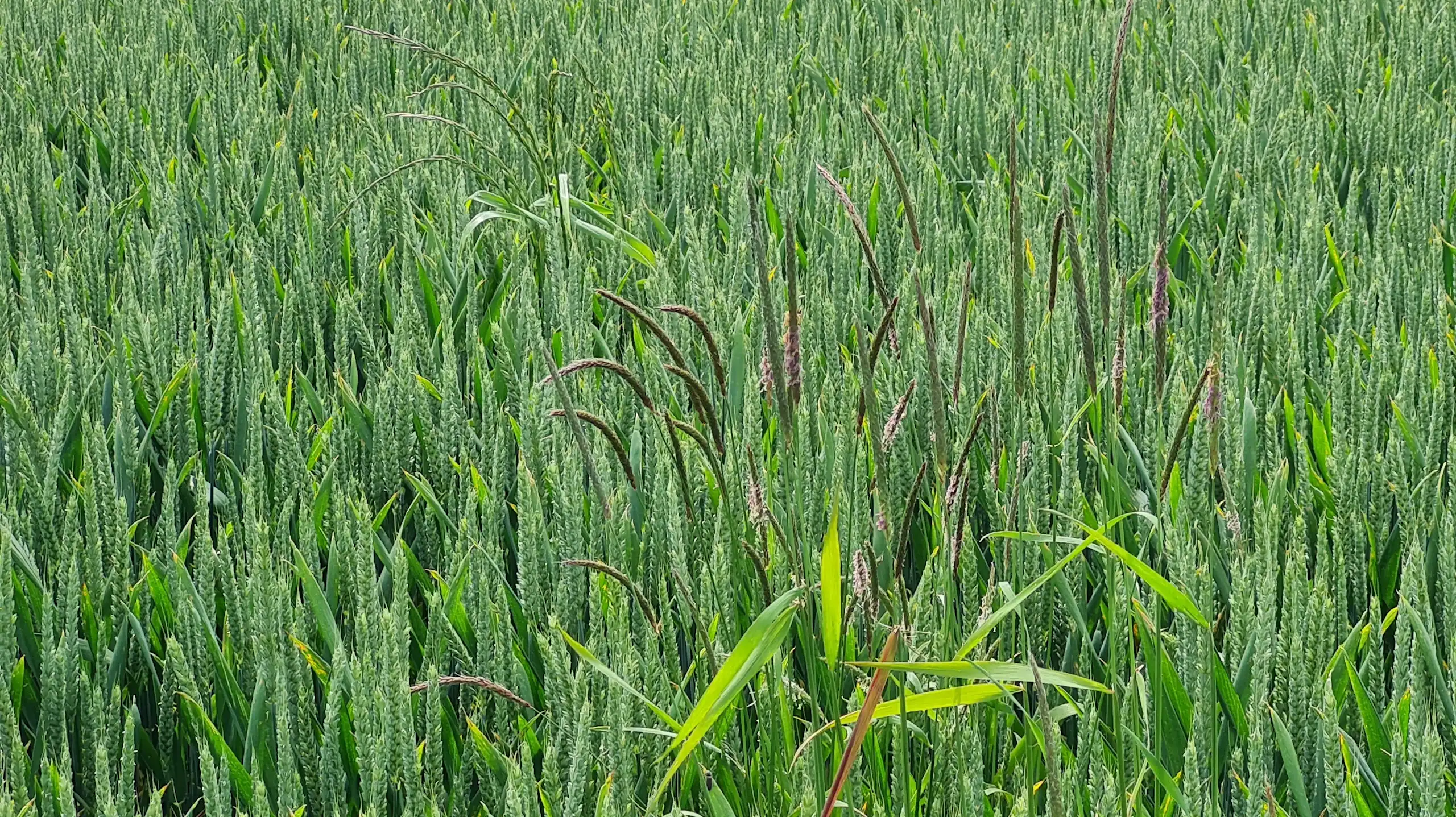 Un champ de blé infesté par du ray-grass et vulpin.