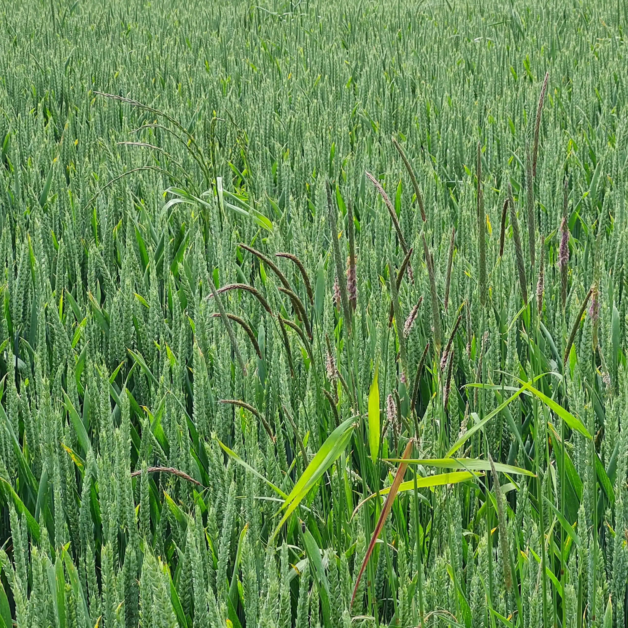 Un champ de blé infesté par du ray-grass et vulpin.