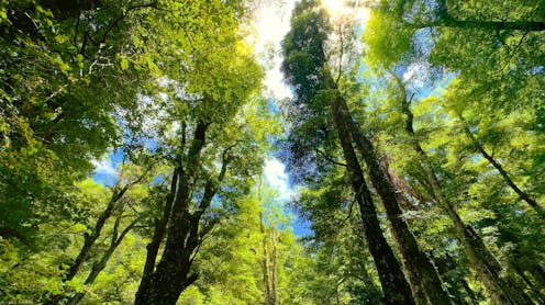 The latest update on NZ’s state of the environment is sobering – but there are glimmers of progress