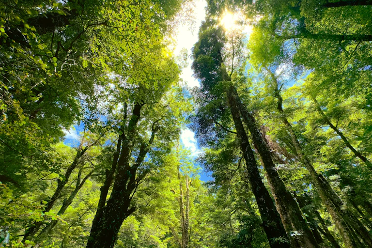 Looking up into the canopy of tall southern beech trees in a native forest