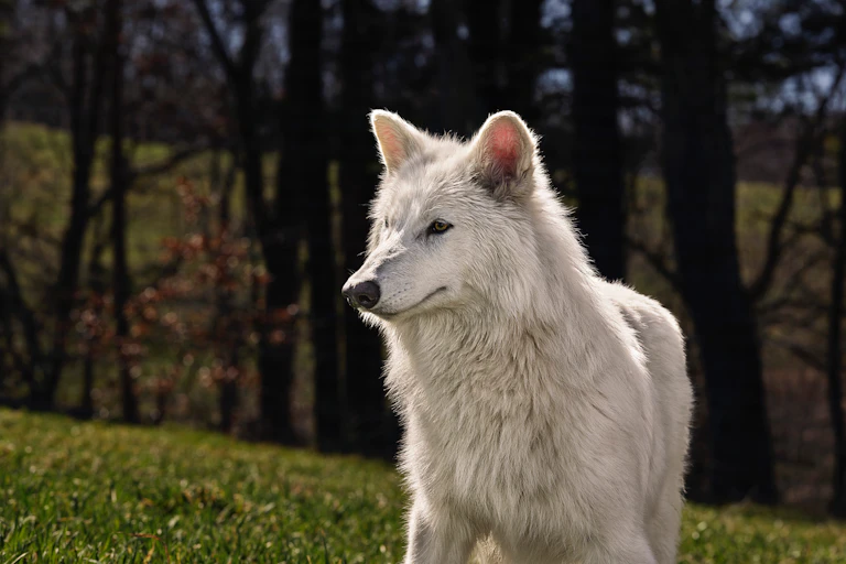 Dire wolf