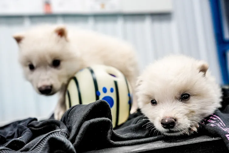 'Dire wolf' cubs Romulus and Remus soon after their birth.