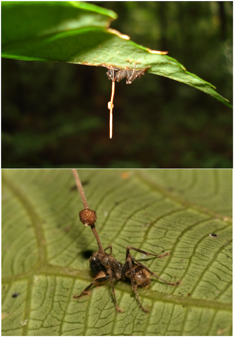 Une fourmi infectée par le champignon Ophiocordyceps unilateralis. On la voit accrochée à une feuille en hauteur